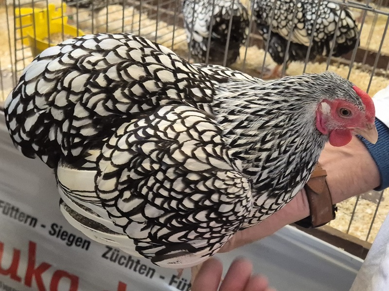 Tierbesprechung GZV Bergen 2025